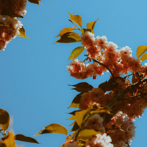 Reflections of Idle Days