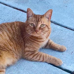Orange Cat (Demo)