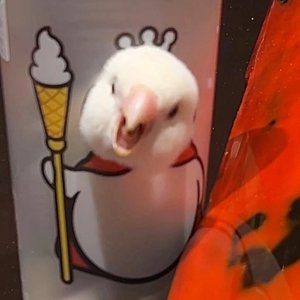 我想要的（翻自 谢子通）