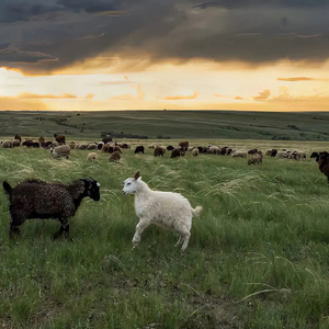 小城大事（小陈超爱笑）