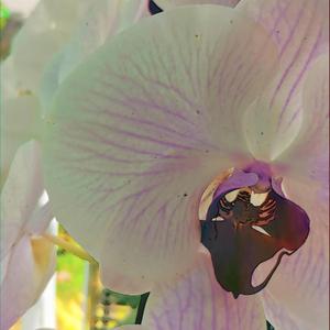 Looking For The Hunter