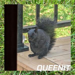 Queenit