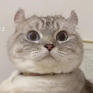 宝贝