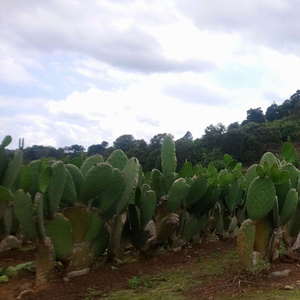 Tlaltizapán Morelos, Pt. II