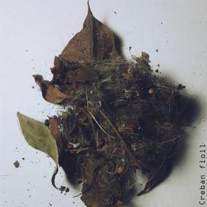 Hierofania 1