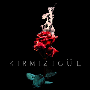 Kırmızı Gül