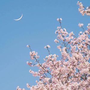 情缘若梦（戏腔版）