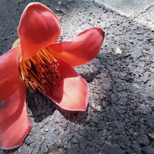 木棉花pt.2
