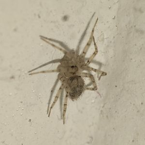 两个科学家爱吃面-我想当你的狗