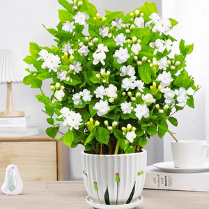 一剪梅（纯音乐）