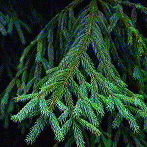 Conifer