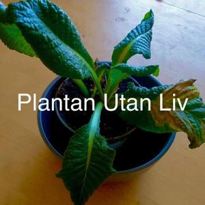 Plantan Utan Liv