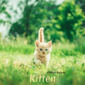 Kitten