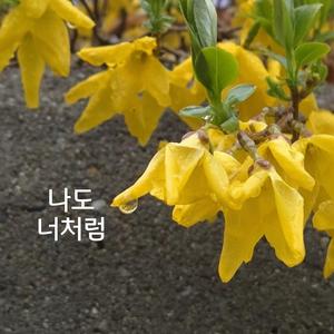 꽃씨