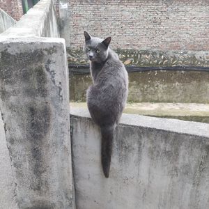 盗将行