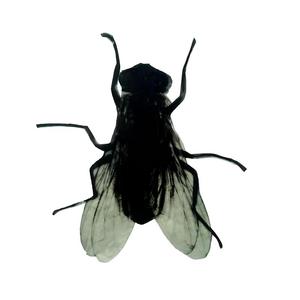 Inyani ilula ngokholo