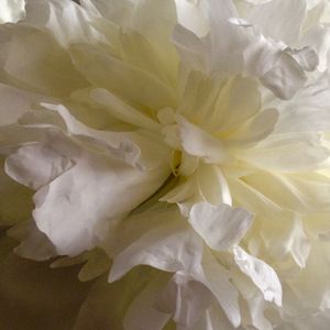 Actaea (Original Mix)