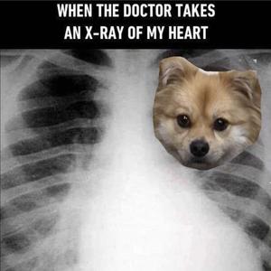 没关系我还有只可爱的小狗