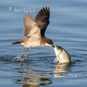 飞鸟爱上鱼 (Cover 宁小泽)