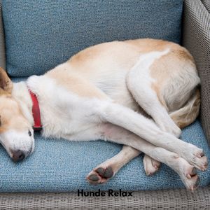 Hunde Entspannungssuite