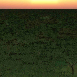 スターチルドレン