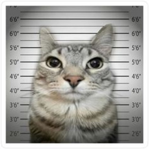 La petite fille de la mer