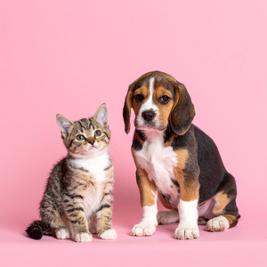 Patitas En El Suelo, Cabeza En Las Nubes