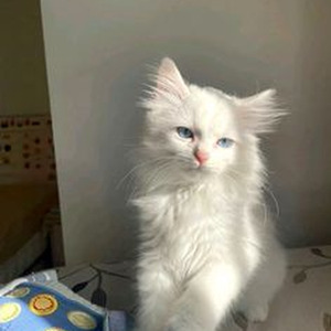 Can't Stop Us Now (slowed)