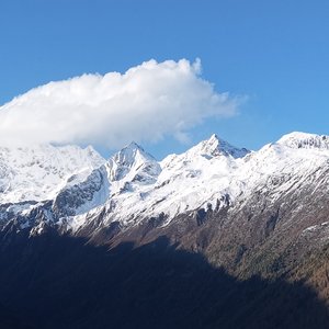 黄桷树下