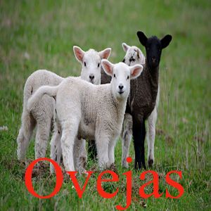 Ovejas
