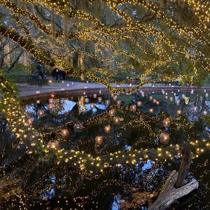 Amaryllis to Aqueous