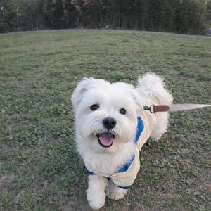 강아지와 아침 산책 (탱이와 나)