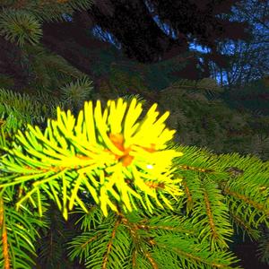 An Unfinished Waltz for a Spring to Come