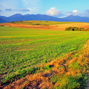 Breastfeed Candy Striper