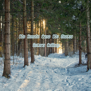 겨울밤에 내리는 비