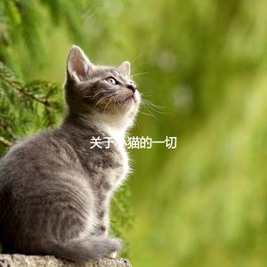 Background for Happy Cat