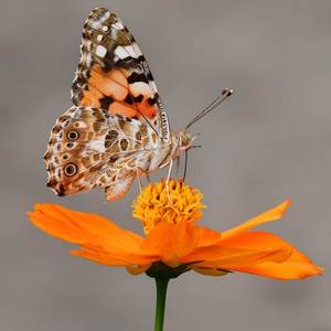 Muli Uli Togodon Sawo