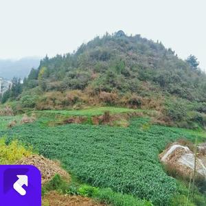 月老错把红线牵 (现场)