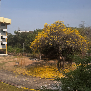 我在曼谷流眼泪