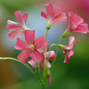 风中只等你一人