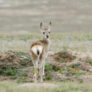 一个人想着一个人