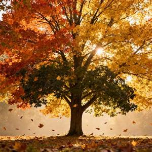 枯树错过了春雨 (Cover 烟桑船长)