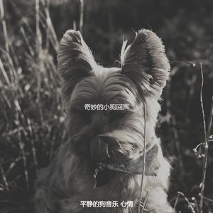 温和小狗梦想