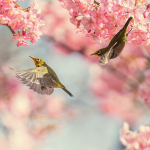 Son chante zwazo maten nan vilaj la