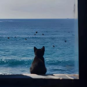 抛弃的猫