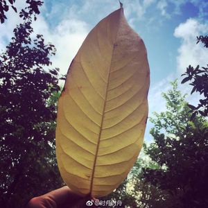 胭脂雪Ft欣歆然