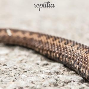 Reptilia (Radio Edit)
