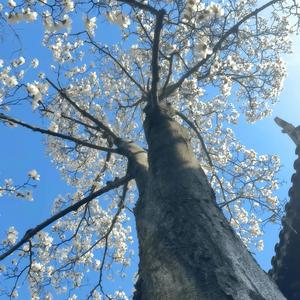 水手急急如律令拼歌