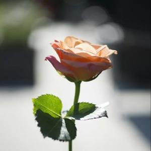 太聪明  陈绮贞