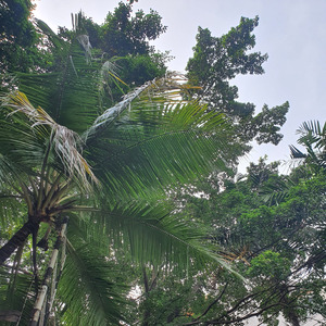 Keinginan (Acoustic)